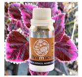 Coleus Oil