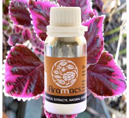 Coleus Oil