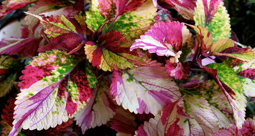 coleus