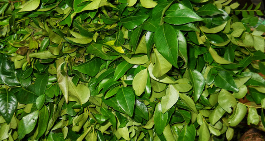 Curry Leaf