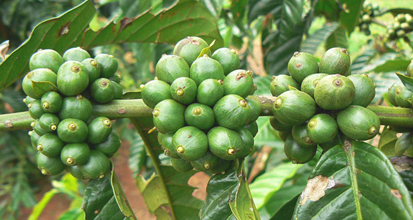 Green Coffee Bean