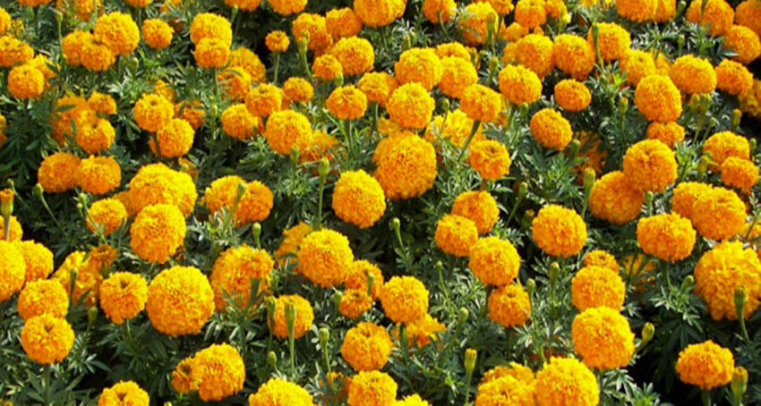 Marigold