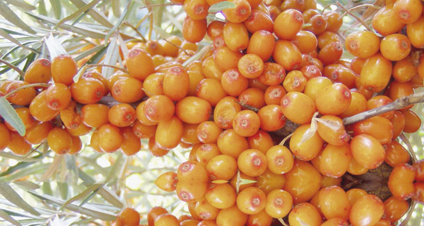 Seabuckthorn